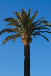 Palm Tree La Croisette